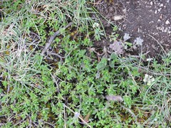 Thymus praecox britannicus