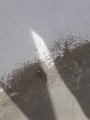 Tegrodera aloga