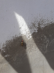 Tegrodera aloga