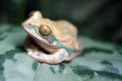 Brown Forest Treefrog photo 5