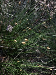 Eleocharis tuberculosa