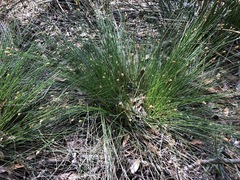 Eleocharis tuberculosa