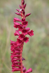 Watsonia pulchra image