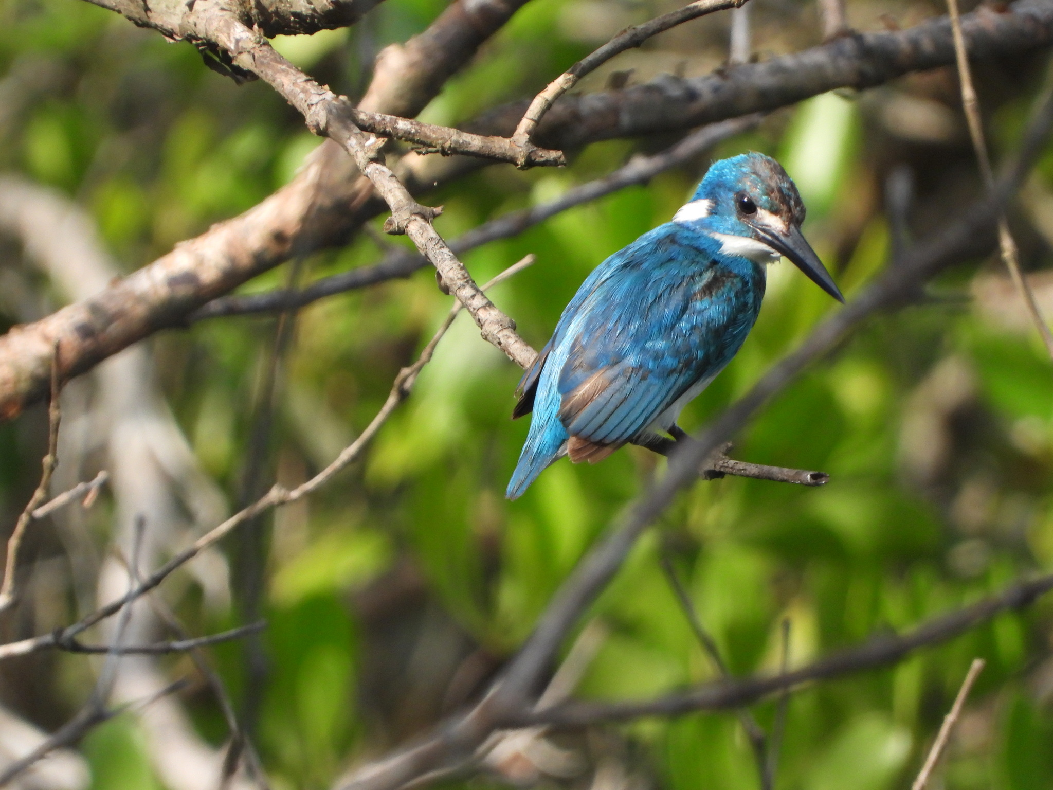 Cerulean Kingfisher (Alcedo coerulescens), photo 9