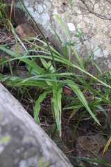 Chlorophytum krookianum image