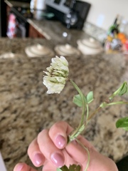 Trifolium repens