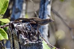 Anolis jubar oriens