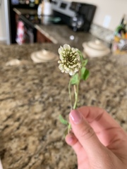 Trifolium repens