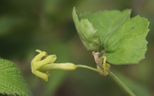 Trochomeria hookeri image