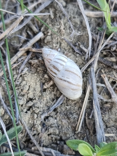 Zebra Snail