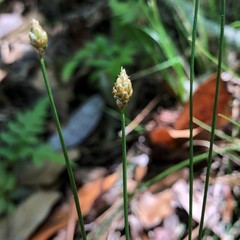 Eleocharis tuberculosa