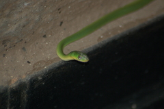 Philothamnus hoplogaster