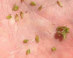 Eleocharis tuberculosa