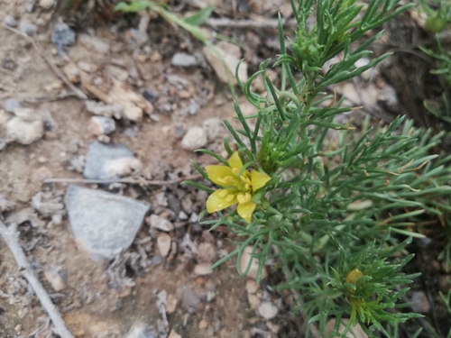 Image of Peganum mexicanum by (c) Liliana Ramírez-Freire, some rights reserved (CC BY)