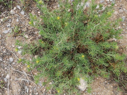 Image of Peganum mexicanum by (c) Liliana Ramírez-Freire, some rights reserved (CC BY)