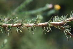 Aspalathus cymbiformis