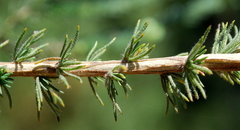 Aspalathus cymbiformis