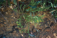 Aspalathus cymbiformis