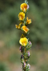 Aspalathus cymbiformis