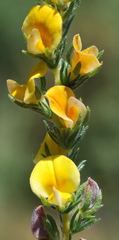 Aspalathus cymbiformis