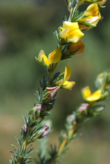 Aspalathus cymbiformis