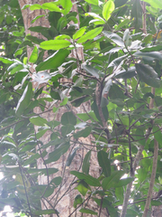 Englerophytum natalense