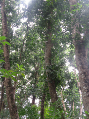 Englerophytum natalense