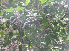 Englerophytum natalense