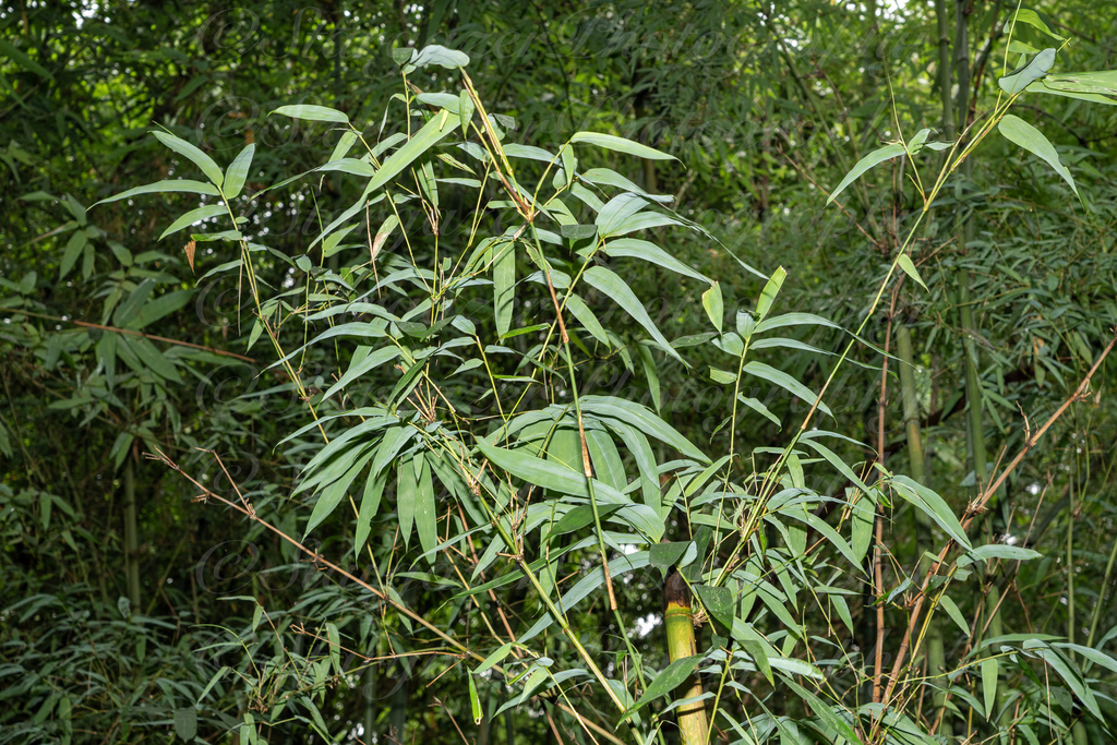 Dendrocalamus fugongensis