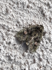 Phosphila miselioides