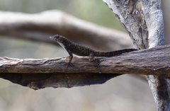 Anolis jubar