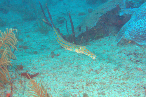 Atlantic Bluespotted Cornetfish