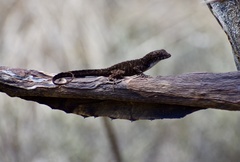 Anolis jubar
