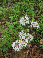 Rhododendron flammeum