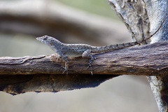 Anolis jubar