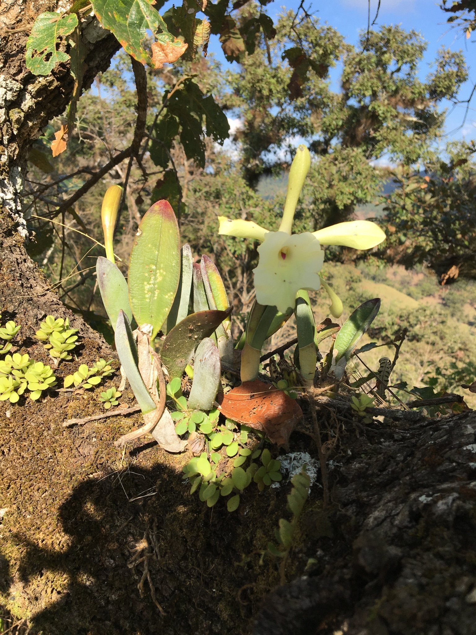 Brassavola glauca Lindl. 2