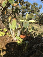 Rhyncholaelia glauca