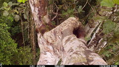 Xiphorhynchus lachrymosus