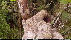 Xiphorhynchus lachrymosus