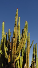 Isolatocereus dumortieri