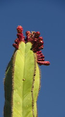 Isolatocereus dumortieri