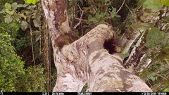 Xiphorhynchus lachrymosus