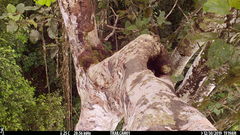 Xiphorhynchus lachrymosus