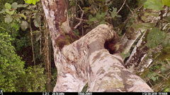 Xiphorhynchus lachrymosus