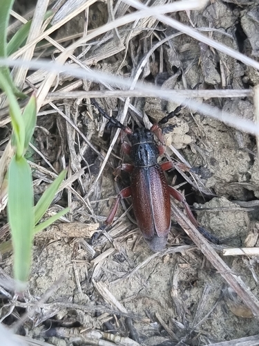 Dorcadion fulvum