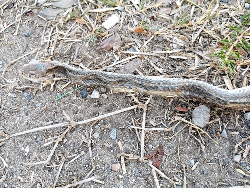 Indo-Chinese Rat Snake