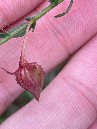 Fumana arabica, photograph 6