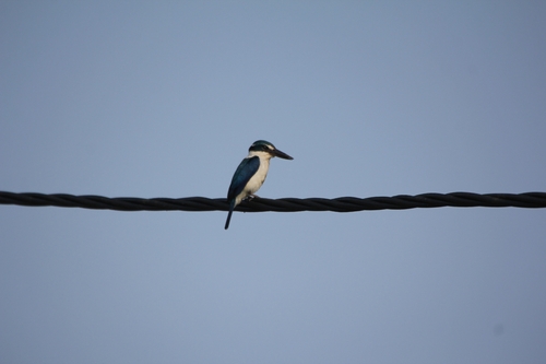 Todiramphus chloris