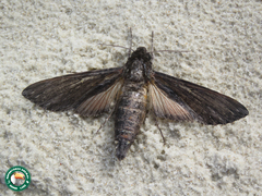 Erinnyis crameri