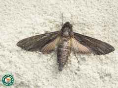 Erinnyis crameri